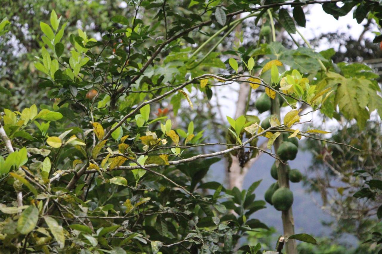 Sitio Das Bromelias Cachoeira Do Tombador Ubatuba Exterior photo